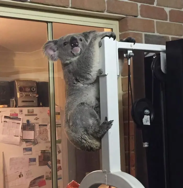 Когда спортзал превращается в цирк: 17 абсурдных кадров