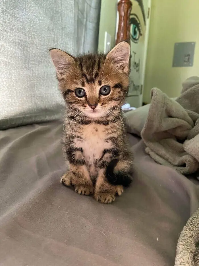 Незаконно маленькие коты: подборка умилительных крошек с Reddit