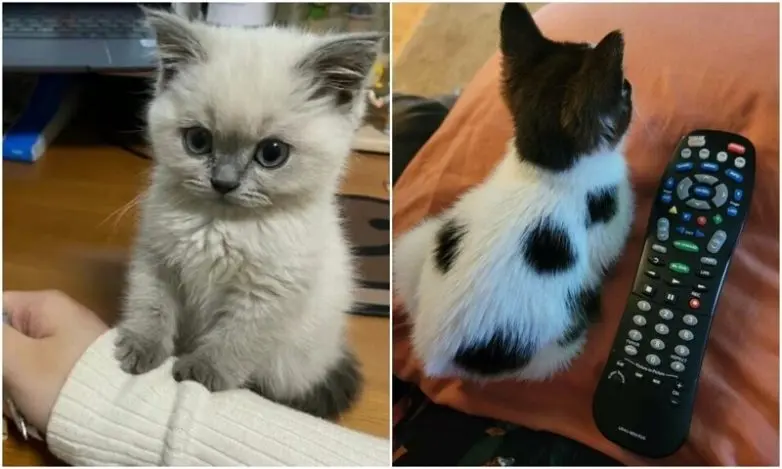 Незаконно маленькие коты: подборка умилительных крошек с Reddit