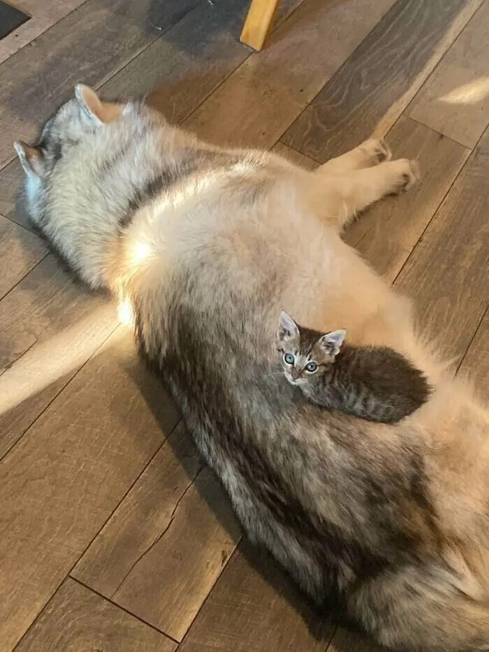 Незаконно маленькие коты: подборка умилительных крошек с Reddit