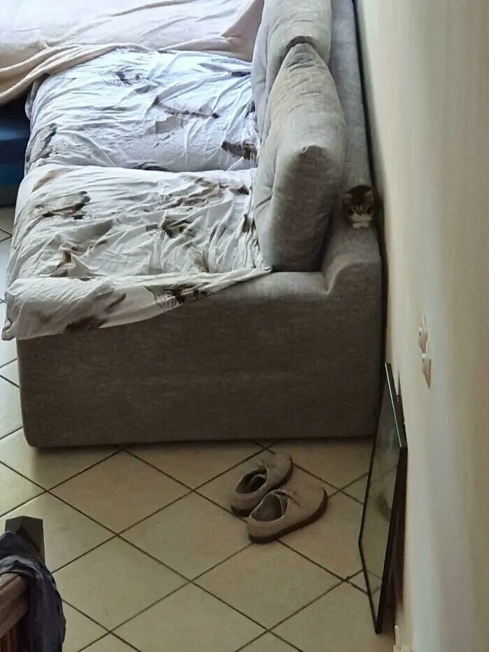 Незаконно маленькие коты: подборка умилительных крошек с Reddit