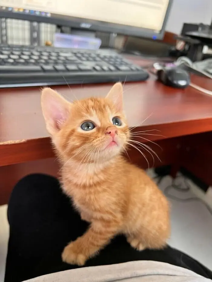 Незаконно маленькие коты: подборка умилительных крошек с Reddit