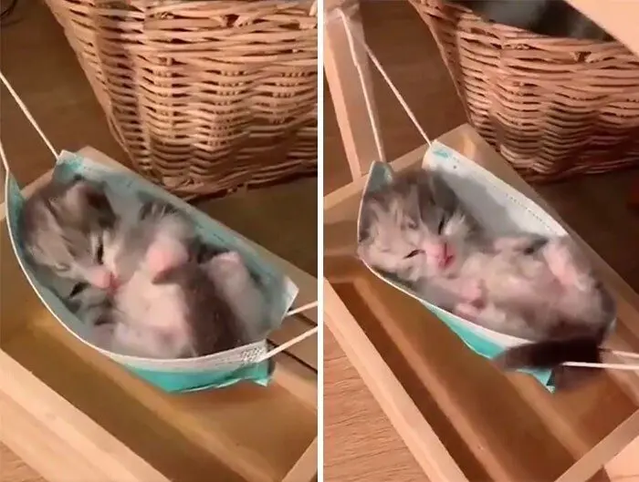 Незаконно маленькие коты: подборка умилительных крошек с Reddit