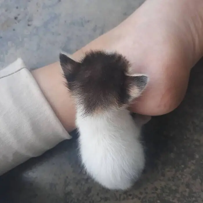 Незаконно маленькие коты: подборка умилительных крошек с Reddit