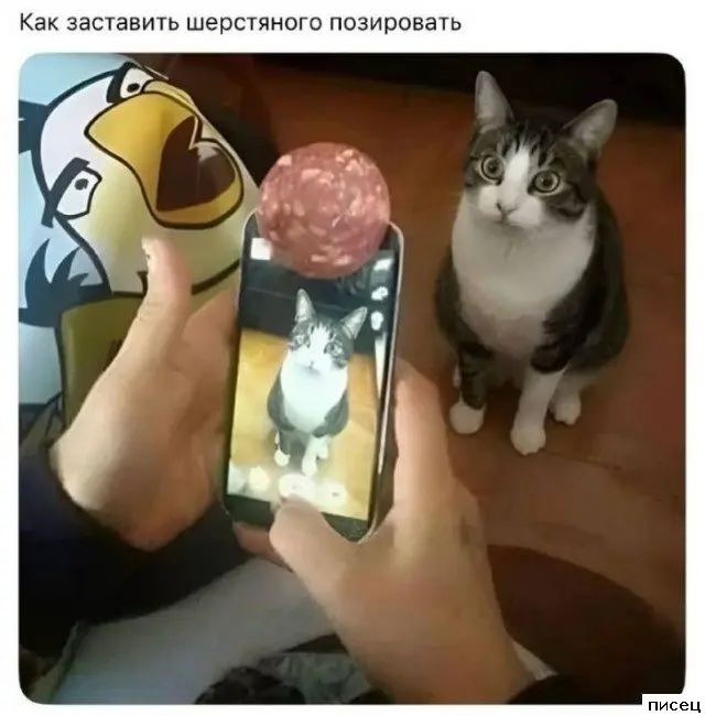 Забавные моменты, которые поднимут настроение