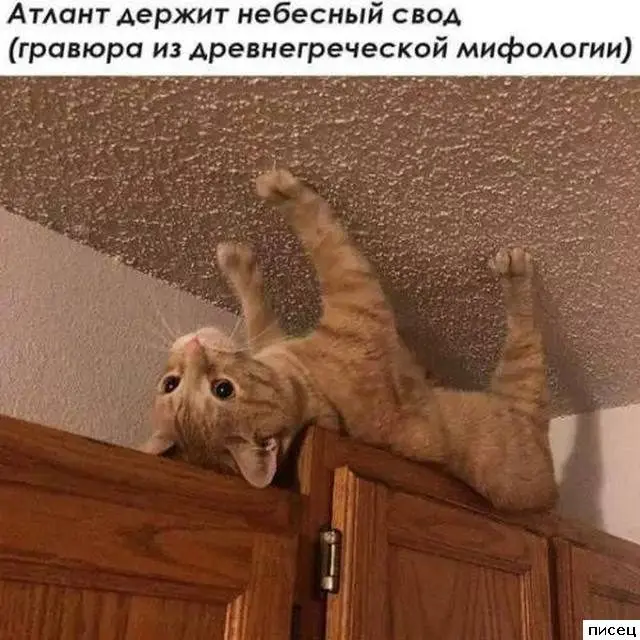 Забавные моменты, которые поднимут настроение