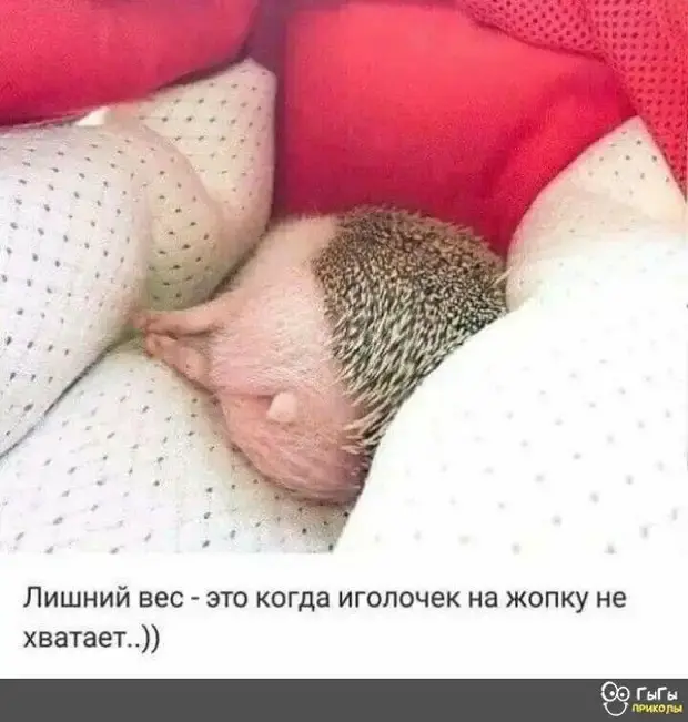 Забавные истории и приколы из повседневной жизни