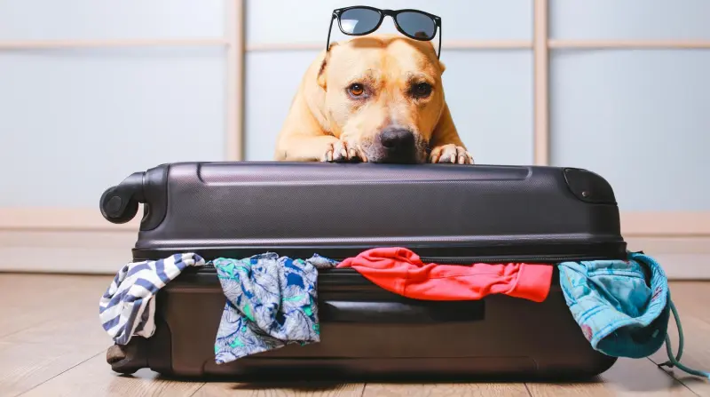 Как собрать чемодан, чтобы вещи не помялись: хитрости упаковки