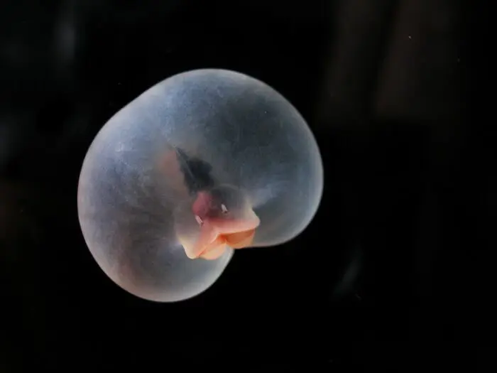 13 невероятных существ из океанской бездны, которые выглядят как пришельцы