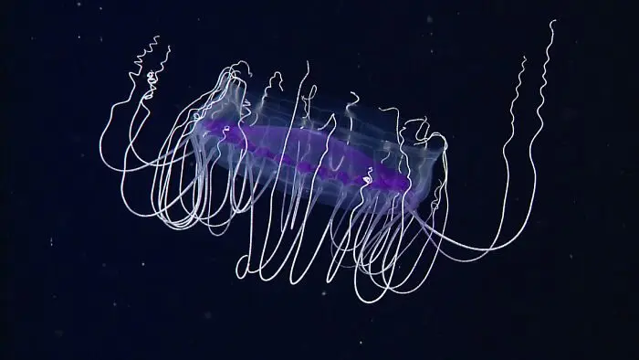 13 невероятных существ из океанской бездны, которые выглядят как пришельцы