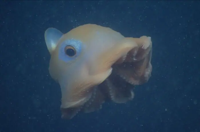 13 невероятных существ из океанской бездны, которые выглядят как пришельцы