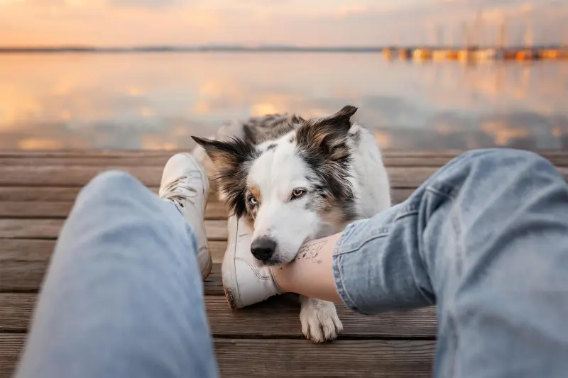 Победители в номинации «Самые смешные питомцы и их люди»