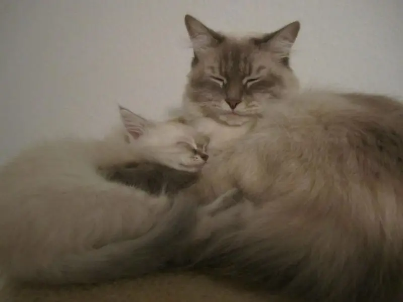 Маленькие копии: котята, которые вылитые родители