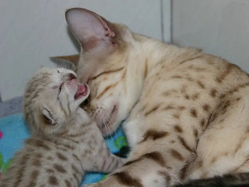 Маленькие копии: котята, которые вылитые родители