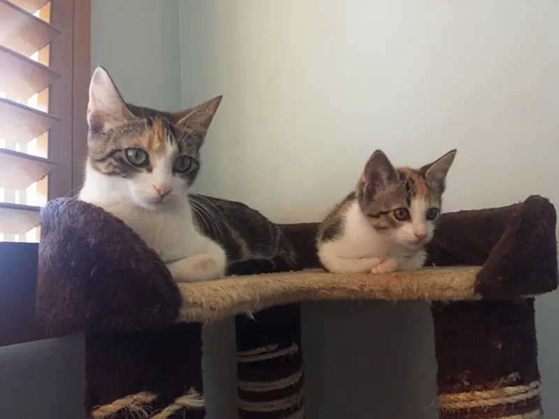 Маленькие копии: котята, которые вылитые родители