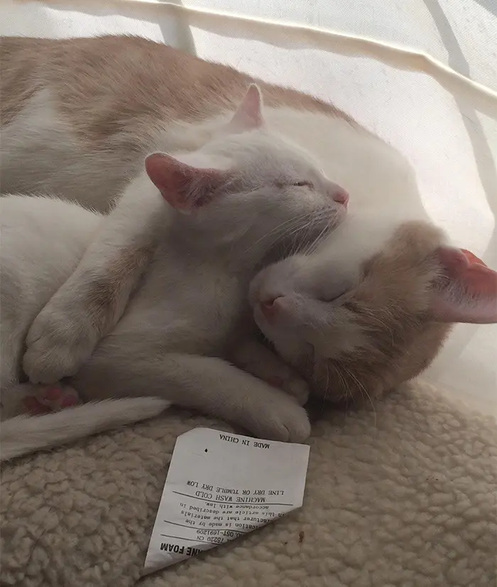 Маленькие копии: котята, которые вылитые родители