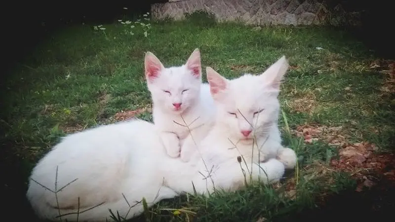 Маленькие копии: котята, которые вылитые родители