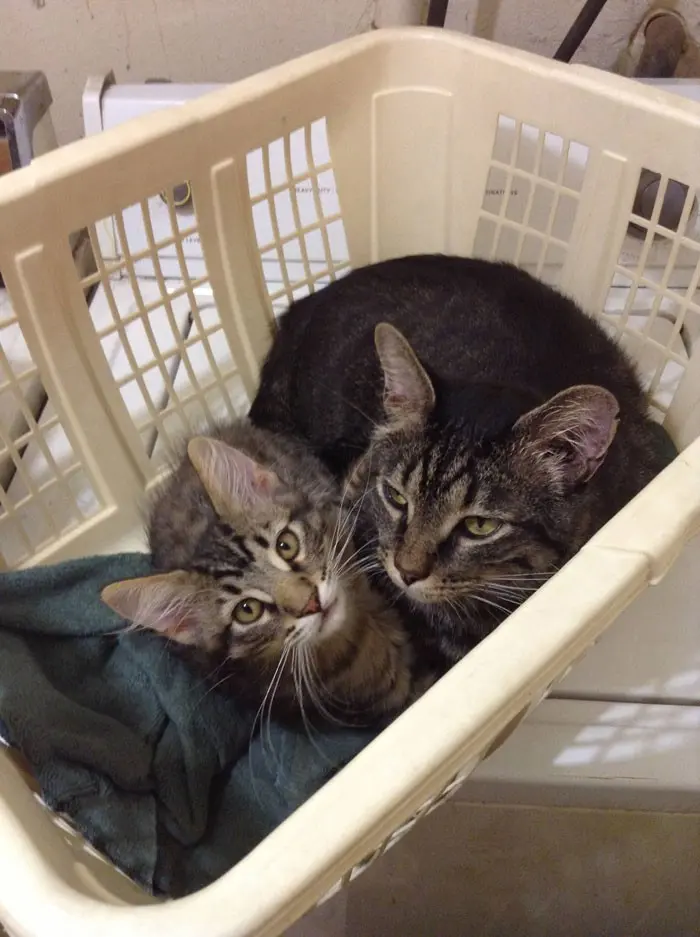 Маленькие копии: котята, которые вылитые родители