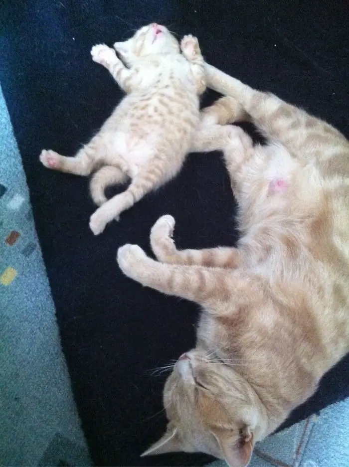 Маленькие копии: котята, которые вылитые родители