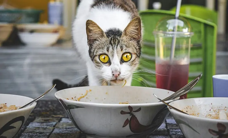 Почему кошка не доедает корм? Ученые нашли неожиданную причину