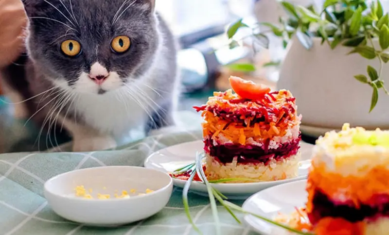 Почему кошка не доедает корм? Ученые нашли неожиданную причину