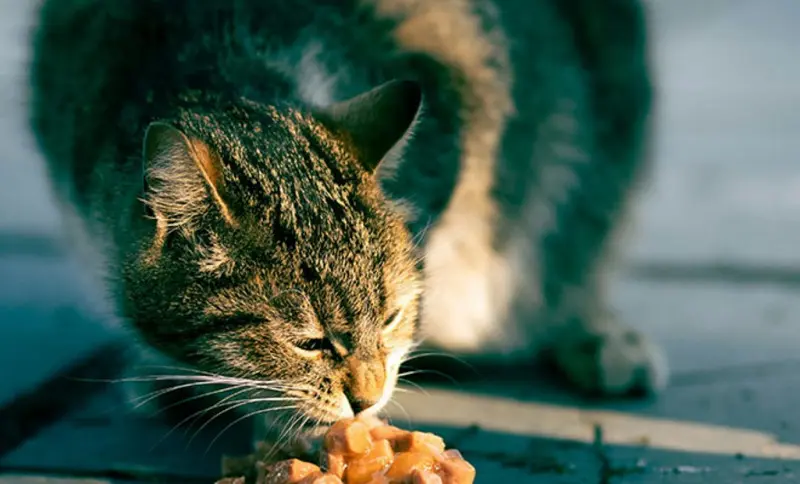 Почему кошка не доедает корм? Ученые нашли неожиданную причину