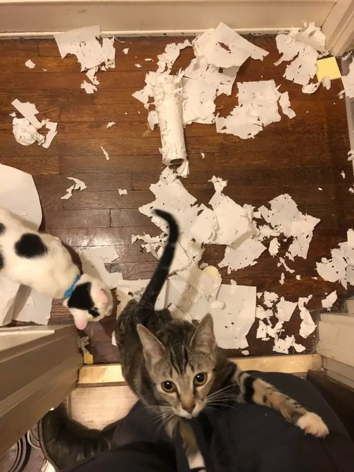 Коты в доме: 20 фото, которые поймут только владельцы этих питомцев