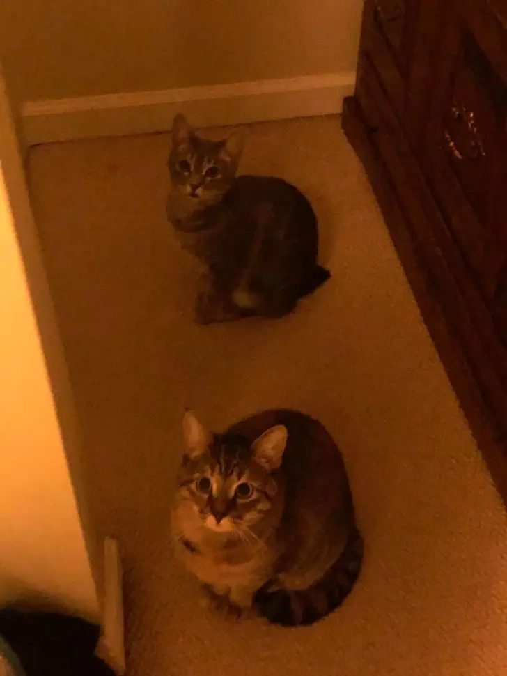 Коты в доме: 20 фото, которые поймут только владельцы этих питомцев