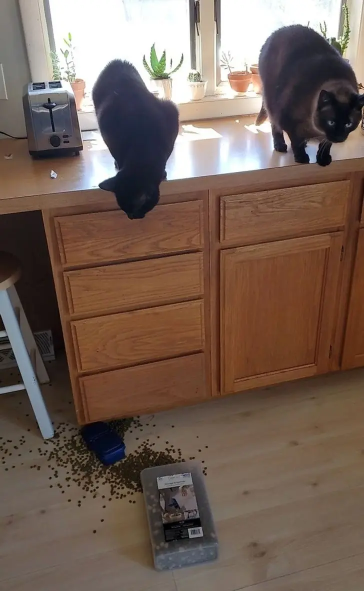 Коты в доме: 20 фото, которые поймут только владельцы этих питомцев