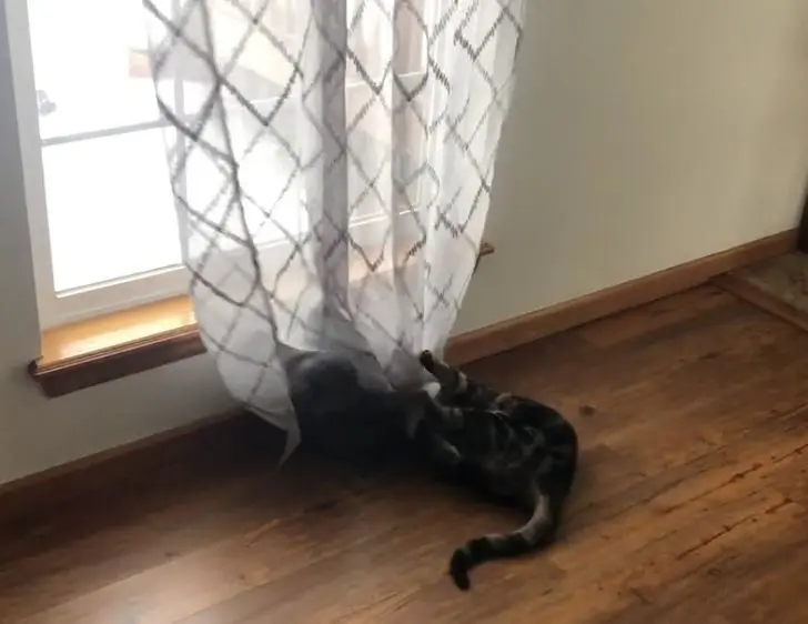 Коты в доме: 20 фото, которые поймут только владельцы этих питомцев