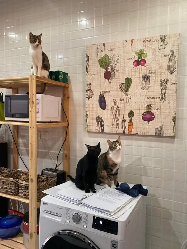 Коты в доме: 20 фото, которые поймут только владельцы этих питомцев