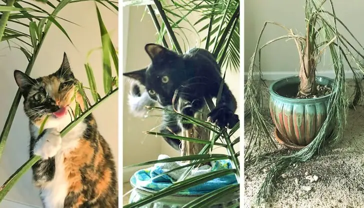 Коты в доме: 20 фото, которые поймут только владельцы этих питомцев