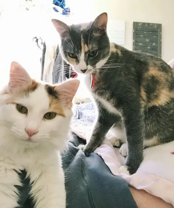 Коты в доме: 20 фото, которые поймут только владельцы этих питомцев