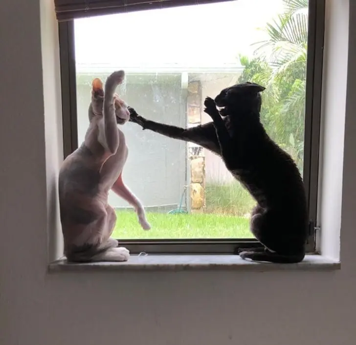 Коты в доме: 20 фото, которые поймут только владельцы этих питомцев