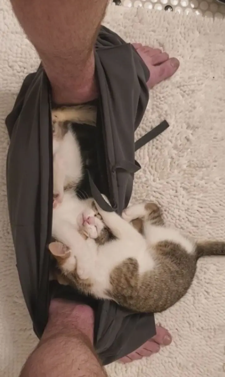 Коты в доме: 20 фото, которые поймут только владельцы этих питомцев