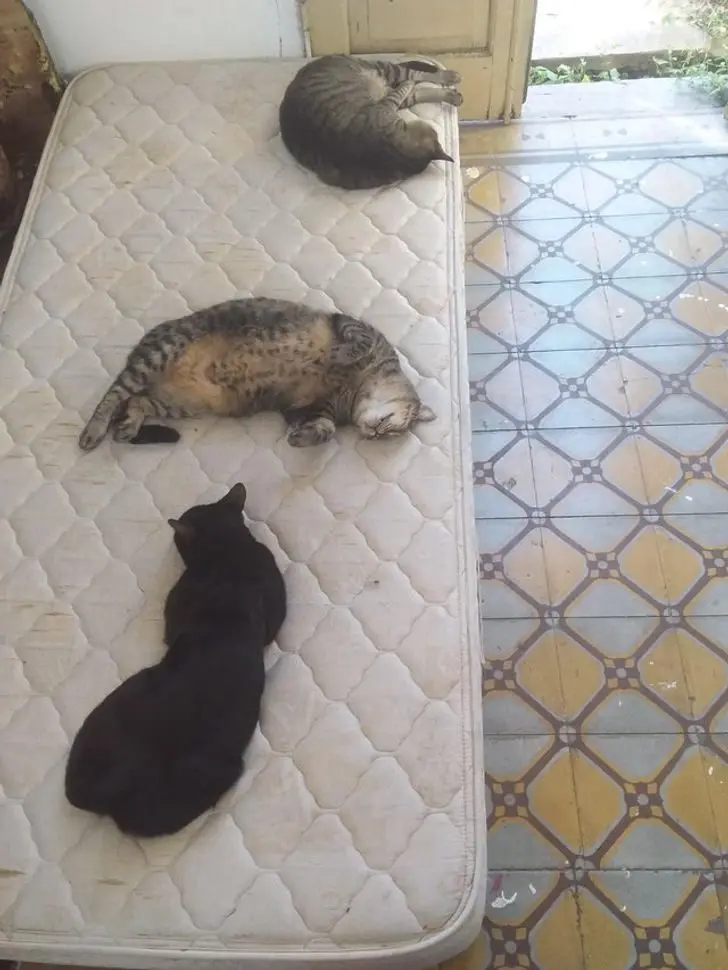 Коты в доме: 20 фото, которые поймут только владельцы этих питомцев