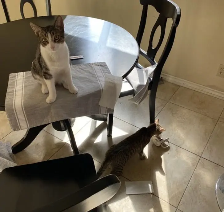 Коты в доме: 20 фото, которые поймут только владельцы этих питомцев