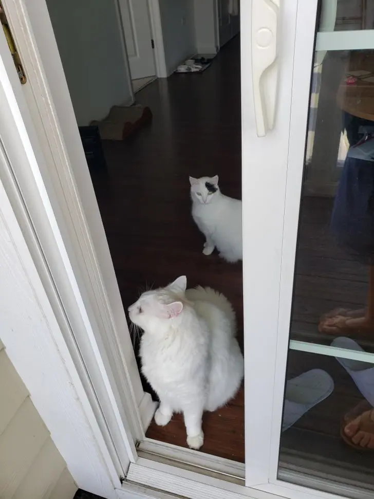 Коты в доме: 20 фото, которые поймут только владельцы этих питомцев