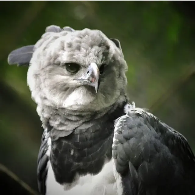 Южноамериканская гарпия: гроза джунглей в 15 фото