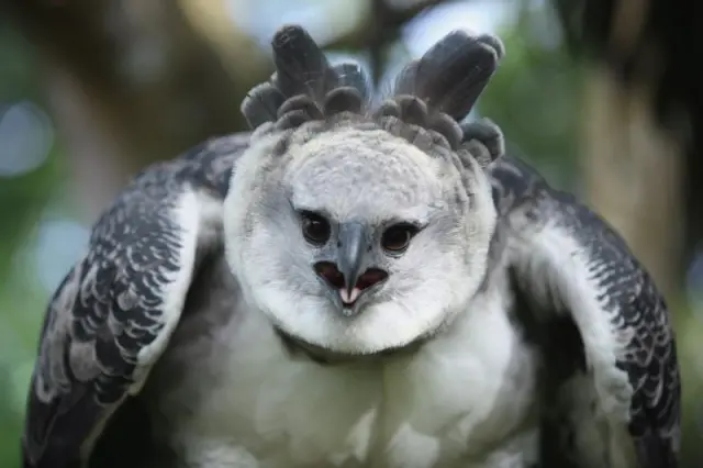 Южноамериканская гарпия: гроза джунглей в 15 фото