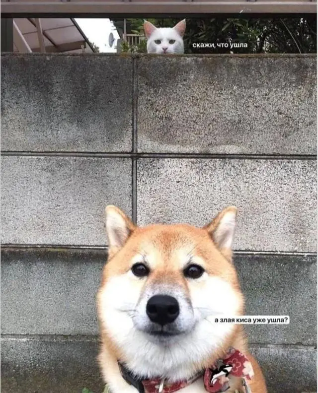 Доброе утро! Картинки для отличного настроения