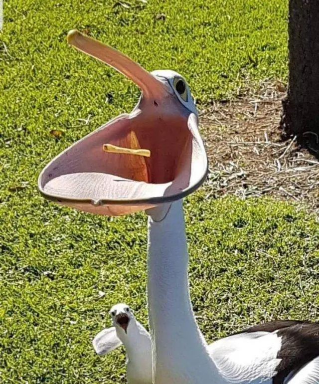 Доброе утро! Картинки для отличного настроения