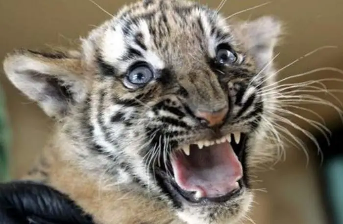 Доброе утро! Картинки для отличного настроения