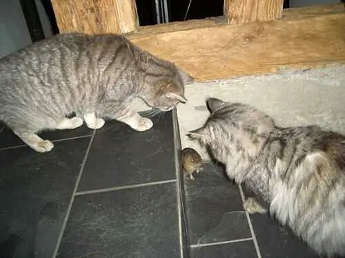 Доброе утро! Картинки для отличного настроения