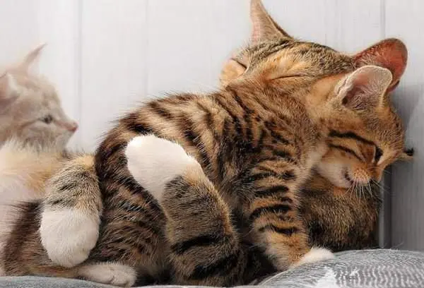 Доброе утро! Картинки для отличного настроения