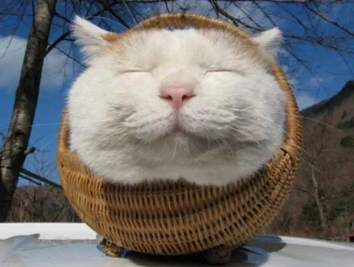 Доброе утро! Картинки для отличного настроения