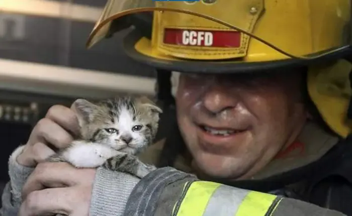 Доброе утро! Картинки для отличного настроения