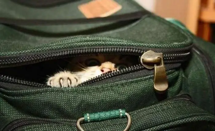 Доброе утро! Картинки для отличного настроения