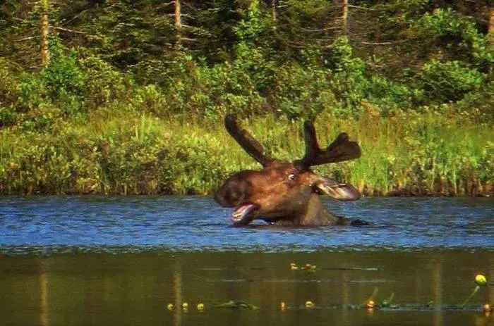 Доброе утро! Картинки для отличного настроения