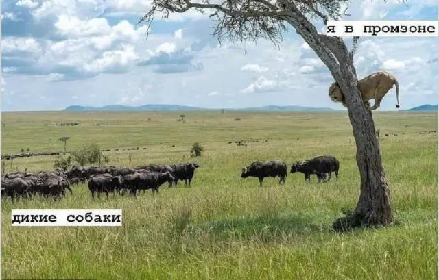 Доброе утро! Картинки для отличного настроения